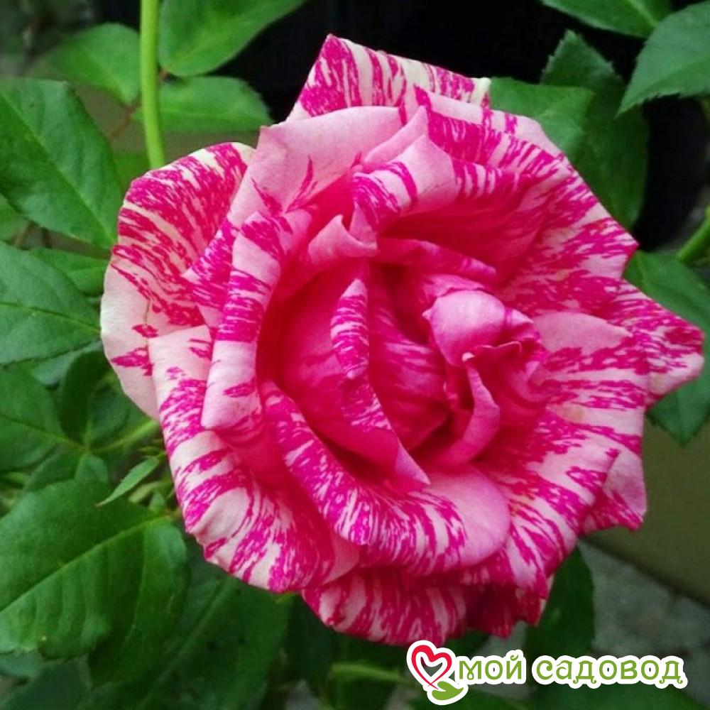 Роза Пинк Интуишн