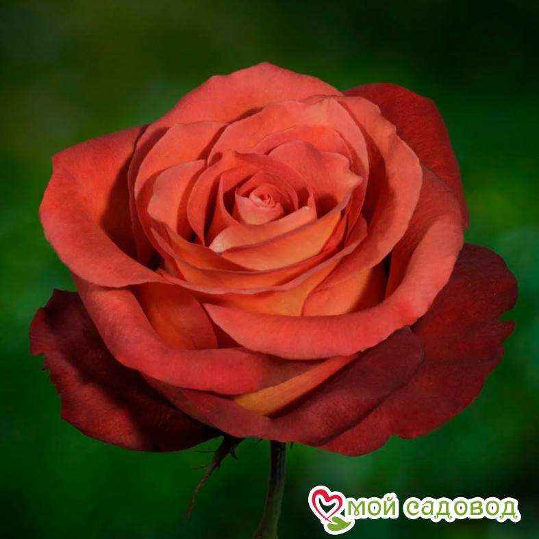 Роза чайно-гибридная Кофе Брейк