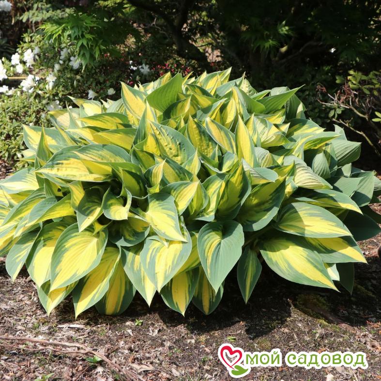 Хоста Оранж Мармелад