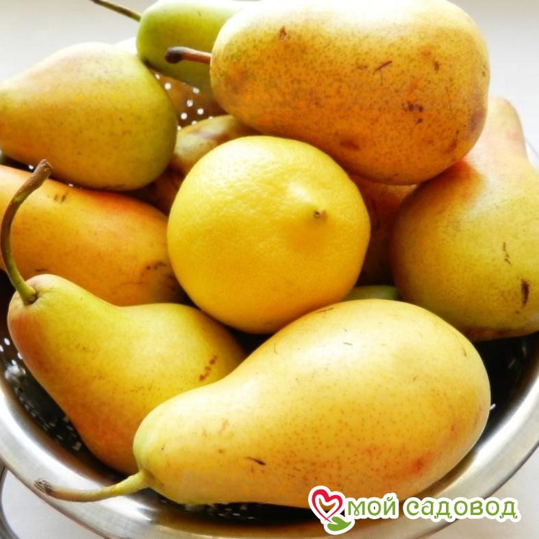 Груша Медовая