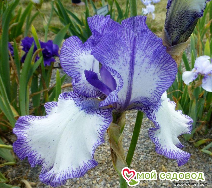 Ирис германский Блю Стаккато