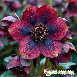 Морозник Сноу Грин