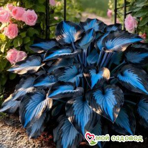 Хоста Блю Вита