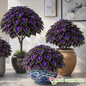 Хоста Старлай Поп