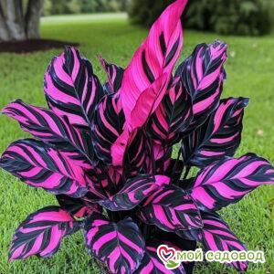 Хоста Блаш Роуз