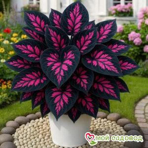 Хоста Глоу Апп