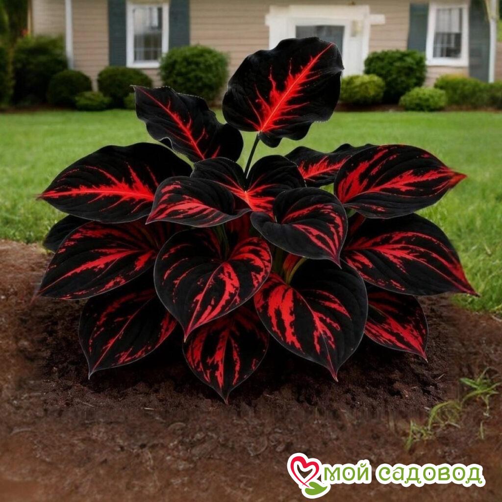 Хоста Черный Рыцарь