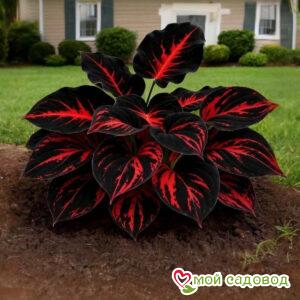 Хоста Черный Рыцарь