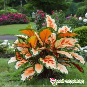 Хоста Садовый Бриз