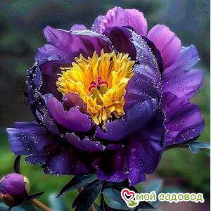 Пион Первый Бал