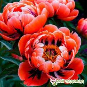 Пион Императрица Долля