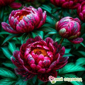Пион Красный Атлас