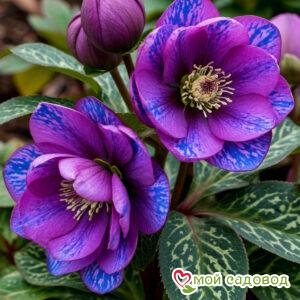 Морозник Фиолент