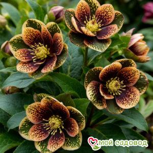 Морозник Сент Джемс