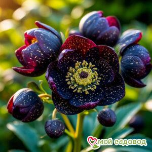 Морозник Черный Атлас