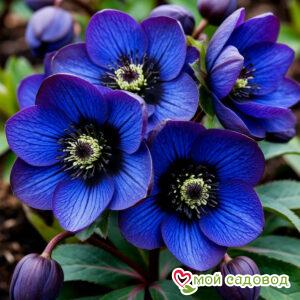 Морозник Сенсори