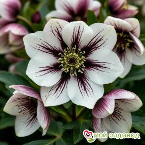 Морозник Сноу Фолли