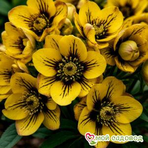 Морозник Роса Апреля