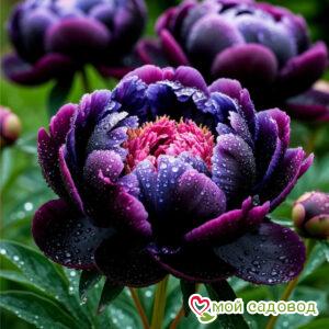 Пион Эйнджел Виспер