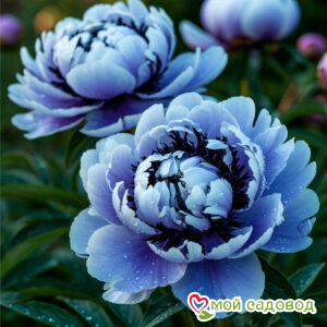 Пион Пинк Клауд