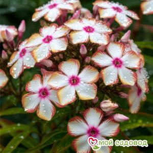 Флокс Марбл Фейс