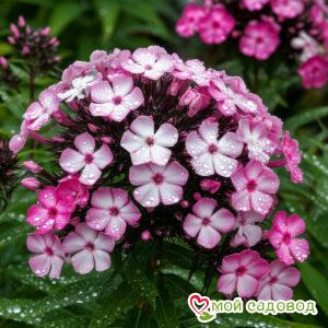 Флокс Роуз Стелс