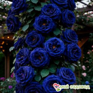 Роза плетистая Блю Деним