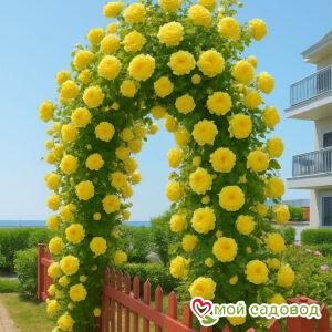 Роза Плетистая Золотая Арка