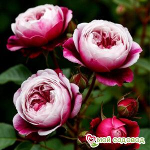 Роза Пионовидная Лэйси Стар