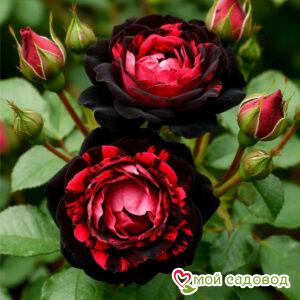 Роза чайно-гибридная Соло Скай