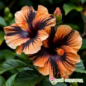 Гибискус Джэк Блэк