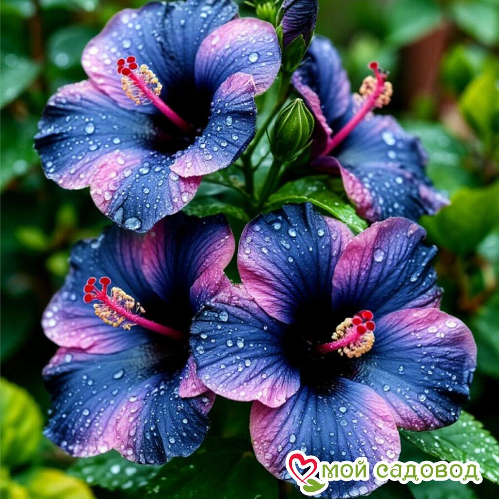 Гибискус Голд Фэнтези