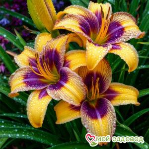 Лилейник Спринг Черриз