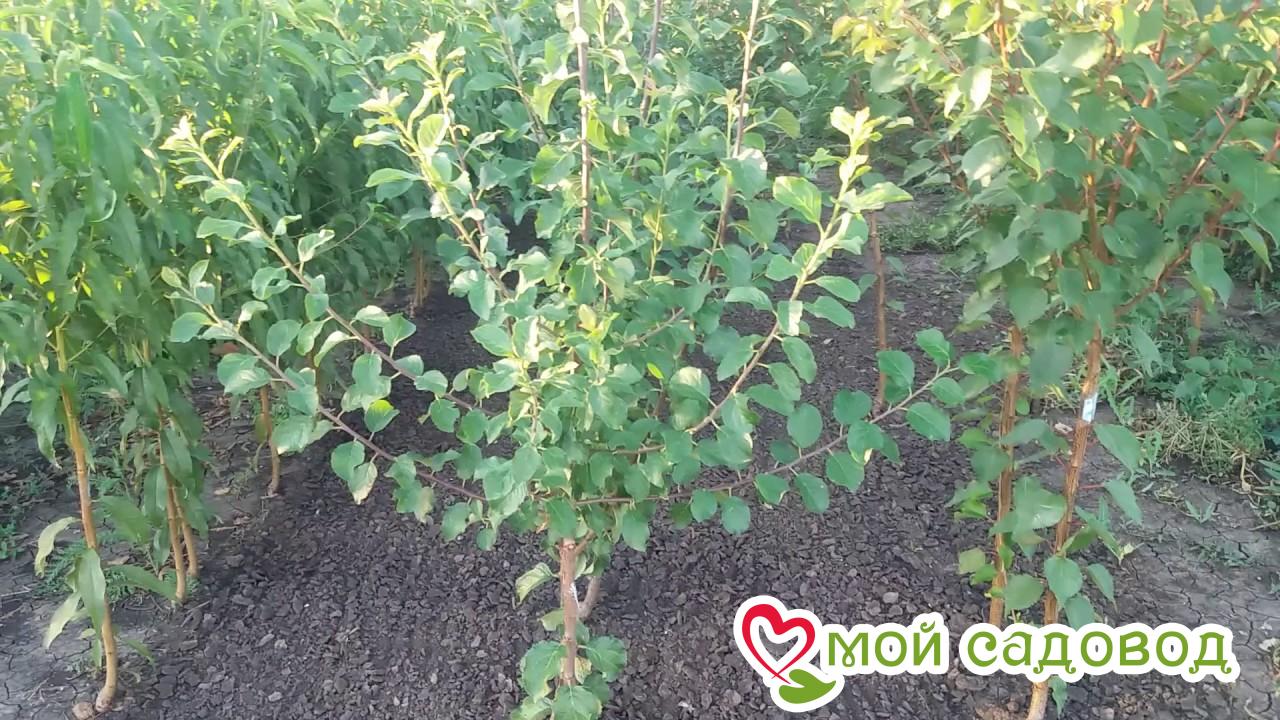 Слива Леди Ева Колоновидная