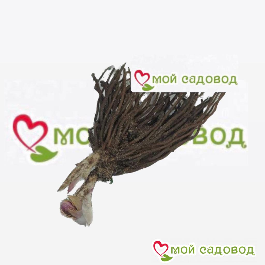 Хоста Соло Скай