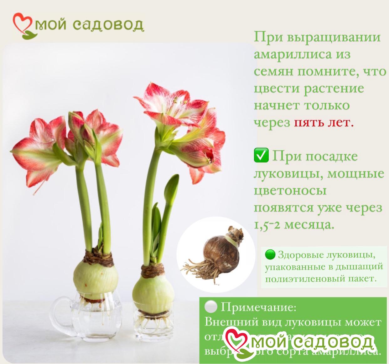 Амариллис Руби Коронет