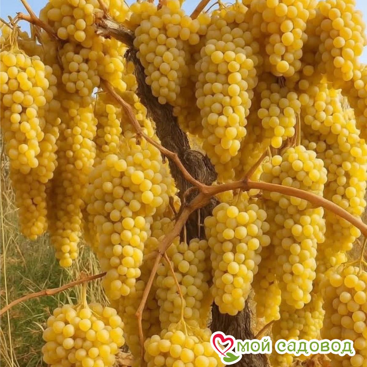 Виноград Визит