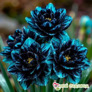 Нарцисс Фагот