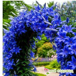 Лилия Вьющаяся Триада