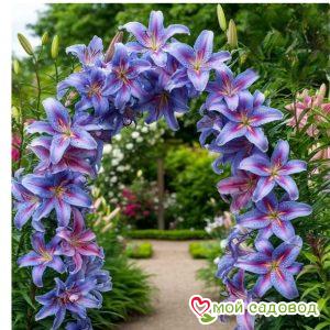 Лилия вьющаяся Маджестик Льюис