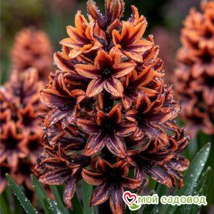 Гиацинт Индиго